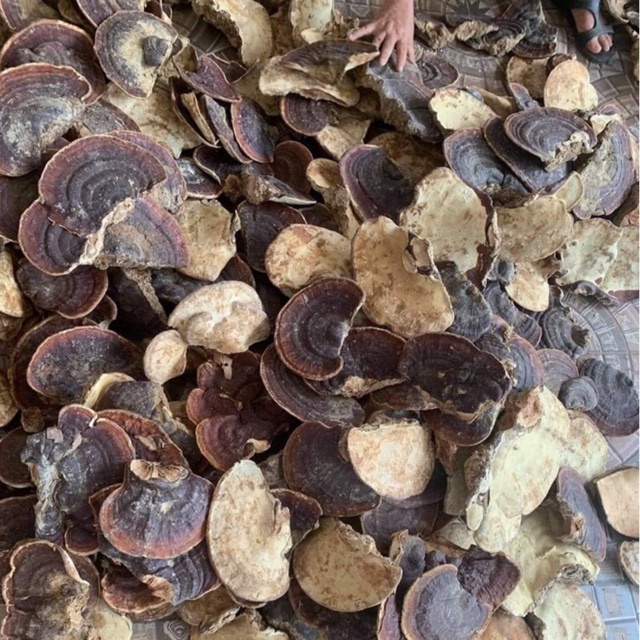 0.5Kg Nấm Hồng Chi Rừng Khô Nguyên Tai Dùng Cực Tốt Cho Sức Khoẻ