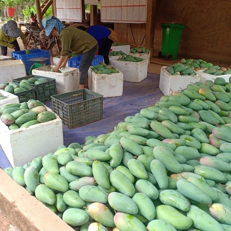 Xoài Đài Loan #150k / 10kg