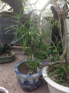 Cây thủy trúc