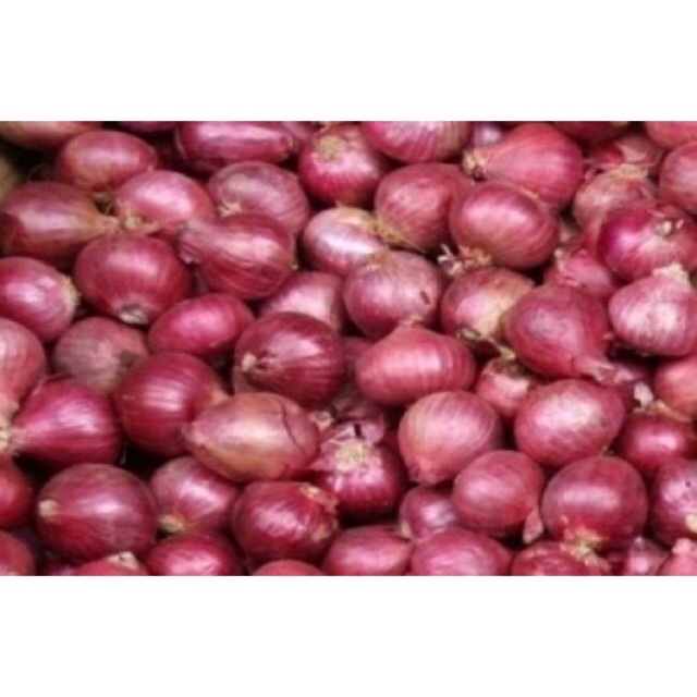 Chuyên sỉ Hành tím InĐô