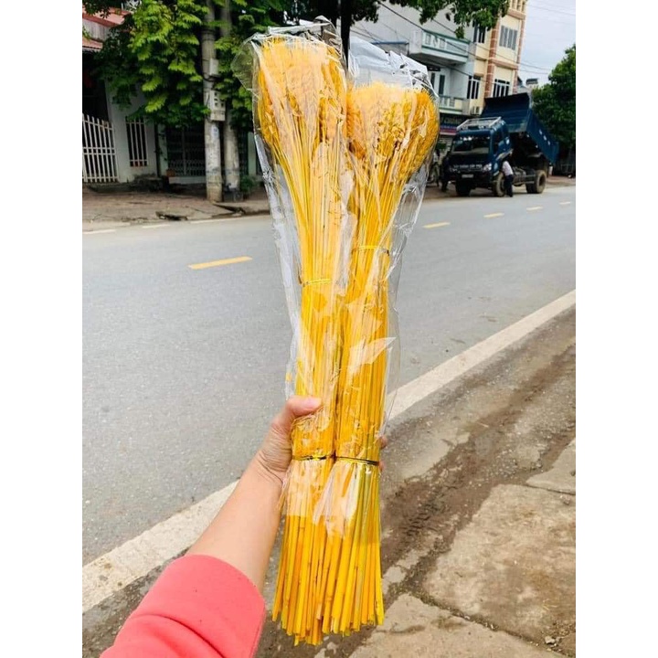 Bó 100 Bông Lúa Mạch Khô Decor Trang Trí Màu Vàng - Siêu Đẹp