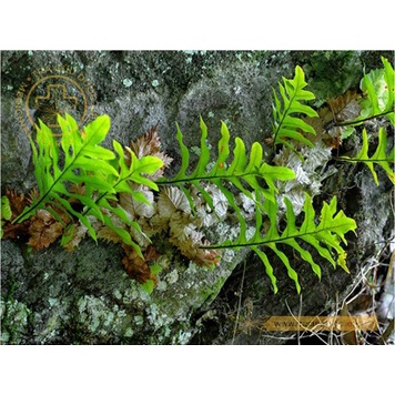 [ Hàng Loại 1 ]Cốt Toái Bổ Khô 1KG (Tắc Kè Đá) thần dược xương khớp