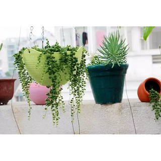 Chậu Trồng Cây Có Móc Treo