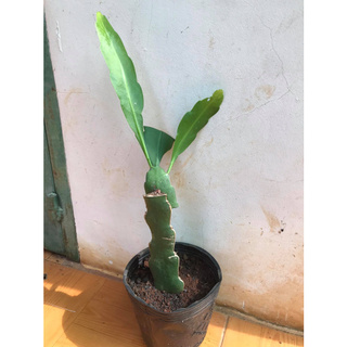 Đại Nhật Quỳnh ghép Thanh Long