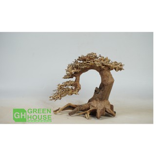 Lũa Bonsai, Lũa thủy sinh dùng trang trí hồ cá cảnh, hồ thủy sinh, văn phòng, nhà cửa- NHÀ XANH