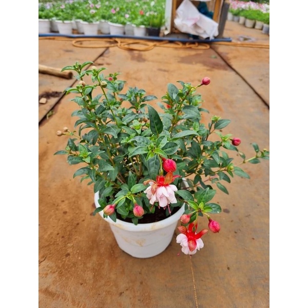 Chậu hoa lồng đèn
