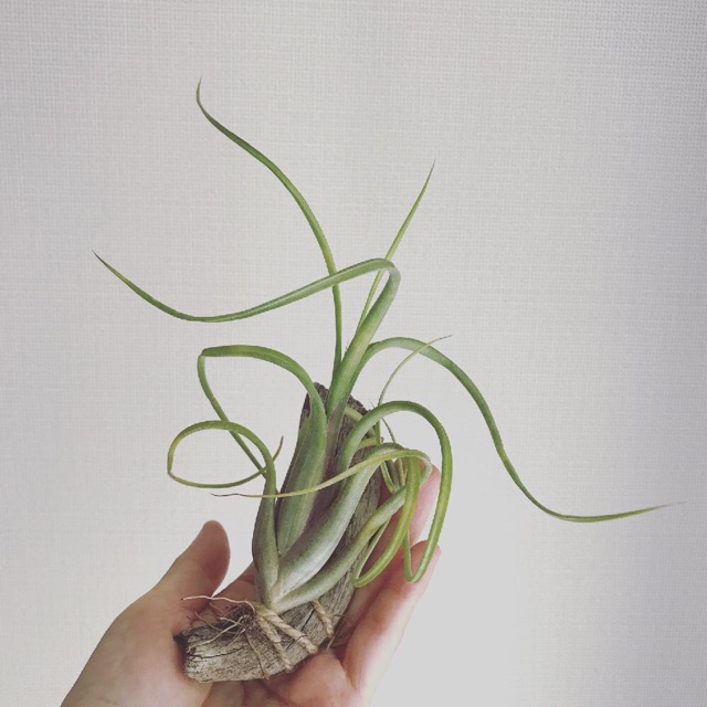 Cây không khí Tillandsia intermedia