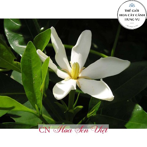 Cây hoa dành dành cao 50 cm (Ảnh thật số 2).