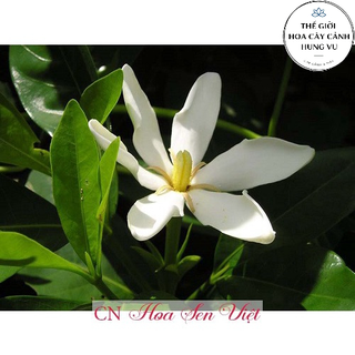 Cây hoa Đại Cát giống cao 30cm