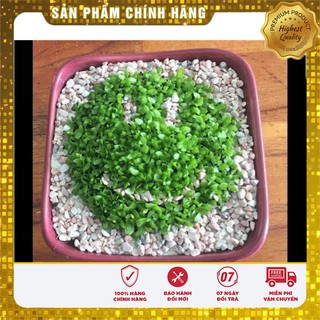 Hạt giống Cỏ May Mắn - 1gr