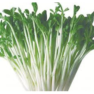 1kg hạt giống rau mầm đậu hà lan