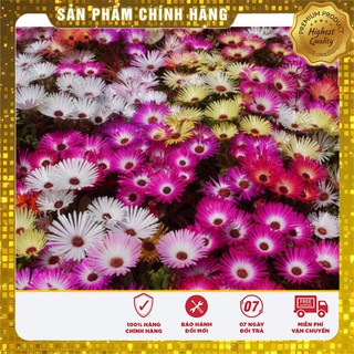 Hạt giống hoa mười giờ châu phi F1 LUCKY SEEDS - 30 hạt