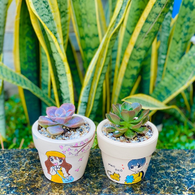 Chậu sen đá trung hình vẽ dễ thương