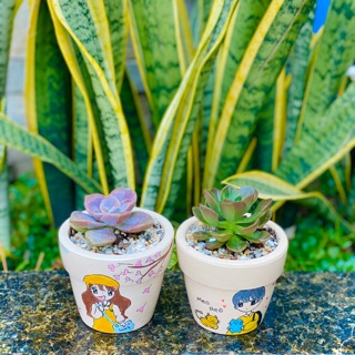 Chậu sen đá trung hình vẽ dễ thương