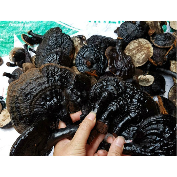 Nấm Linh Chi đen chuẩn rừng Bình Thuận loại 1kg