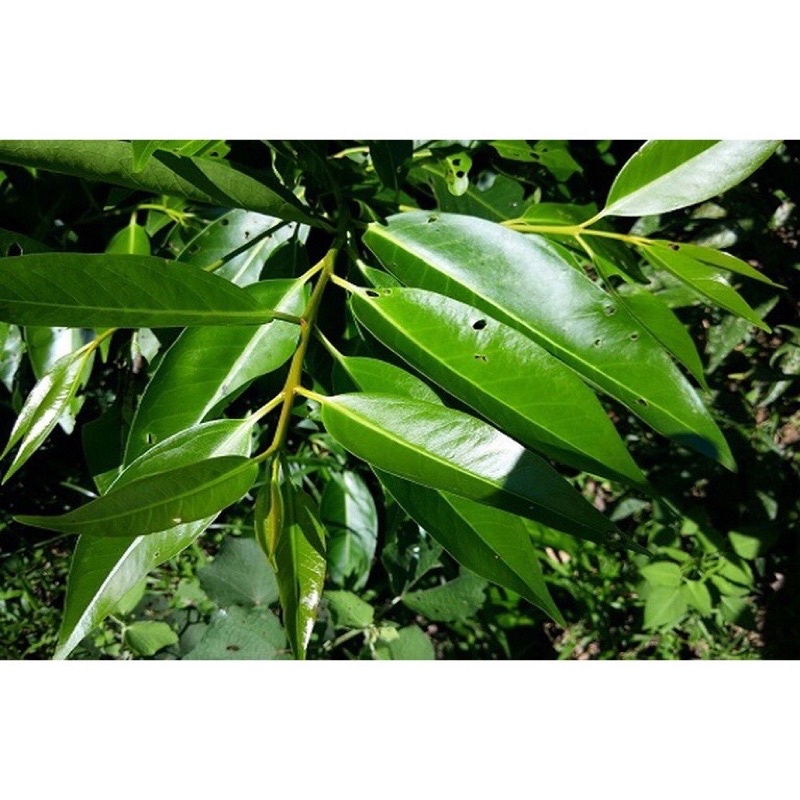 Lá vối tươi - Ship hoả tốc