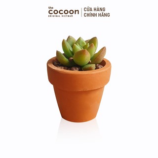 [HB GIFT] Quà Tặng Sen Đá