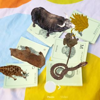 Bộ 31 thẻ ảnh animal 4d (chất liệu bìa giấy A4)