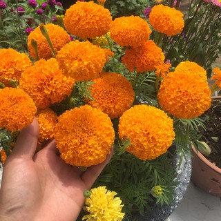 Hạt giống hoa Vạn thọ Cam lùn (30 hạt)