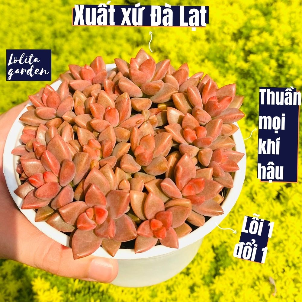 Sen đá đá nâu Đà Lạt size trung bình cây cảnh trang trí nhà cửa Lolita garden