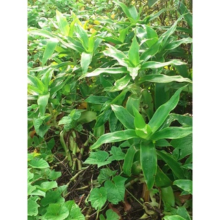 Cây lược vàng/ 1 cây