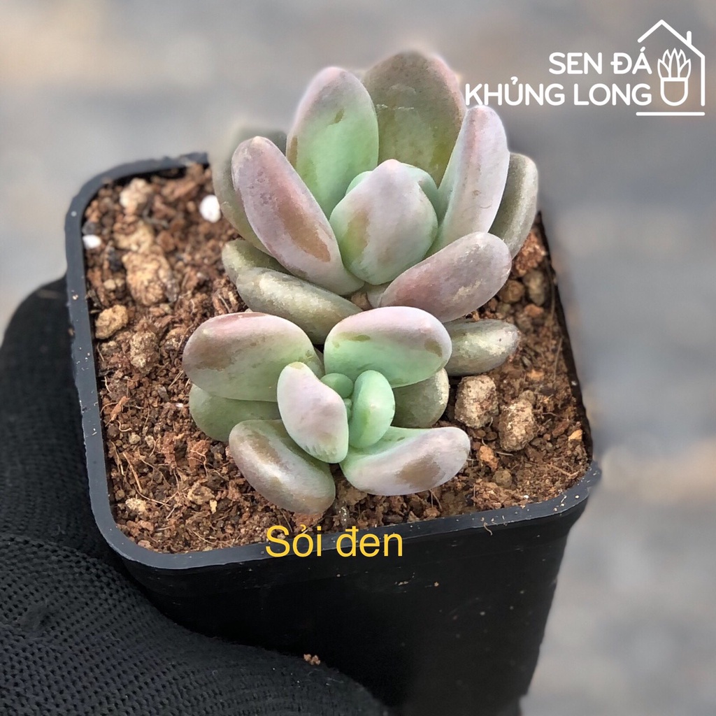 Sen Đá Sỏi Đen - Pachyphytum Oviferum Shireiden
