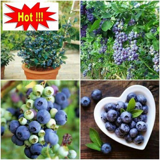 Hạt Giống Việt Quất 5 Hạt