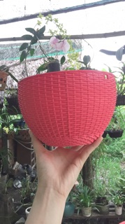 Chậu treo mây