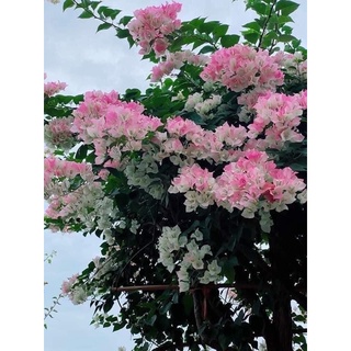 Hoa giấy phớt hồng sakura tháp 80cm nguyên bản
