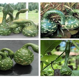 HẠT GIỐNG BẦU HỒ LÔ THIÊN NGA