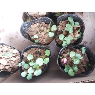400 Hạt giống sâm Bố chính hoa đỏ
