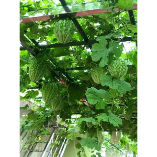 [Hạt Giống Đài Loan] Mướp Đắng Trái Tim Xanh Đài Loan (Gói zin 5 hạt)
