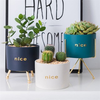 Chậu Cây Dễ Thương Trồng Sen Đá, Trang Trí Bàn Làm Việc / Sân Vườn / Nhà Cửa / Văn Phòng