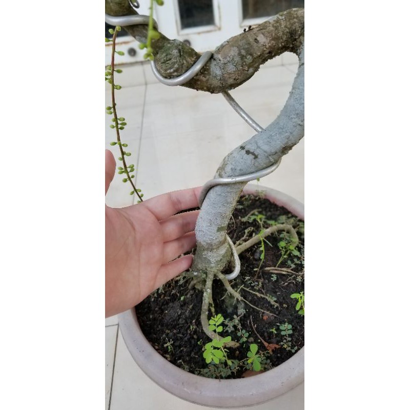 Lộc vừng bonsai Cây cảnh mini đẹp hoa đỏ và hồng