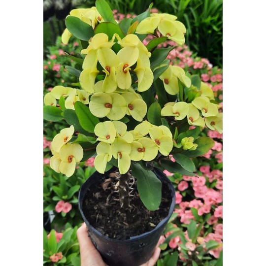 Xương rồng bát tiên vàng chanh hoa nhỏ, nhánh đều 20-25cm