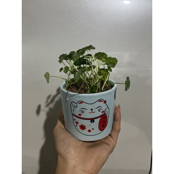 Cây cỏ đồng tiền để bàn- cỏ Nhật may mắn