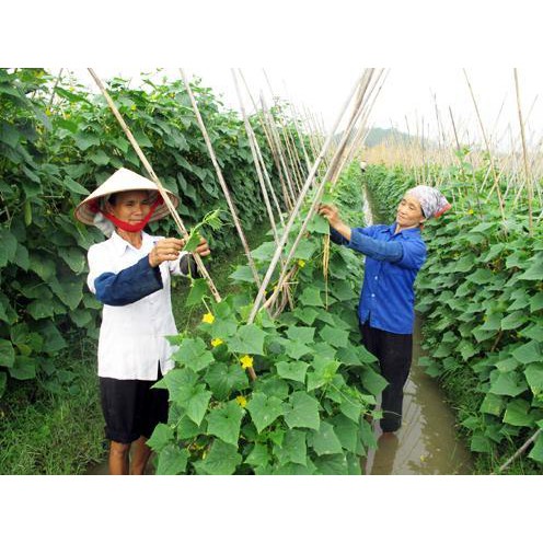 Hạt giống dưa chuột Nhật Bản F1 20 hạt