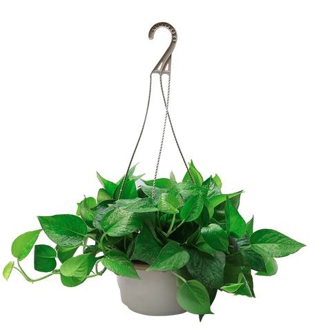 Chậu nhựa ABS đường kính 15cm kèm dây treo - Trang Flower