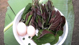 dây mơ lông tím ( giống 1,5m)