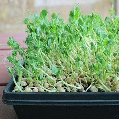 Hạt Giống Rau Mầm Đậu Hà Lan Phú Nông Giàu Dinh Dưỡng- Gói 50g (HPN-036)
