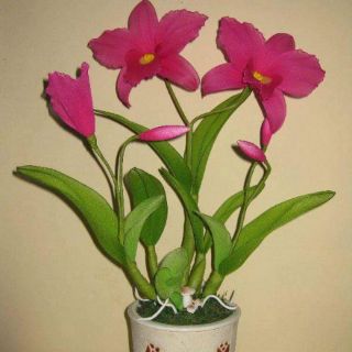 Vải voan màu xanh