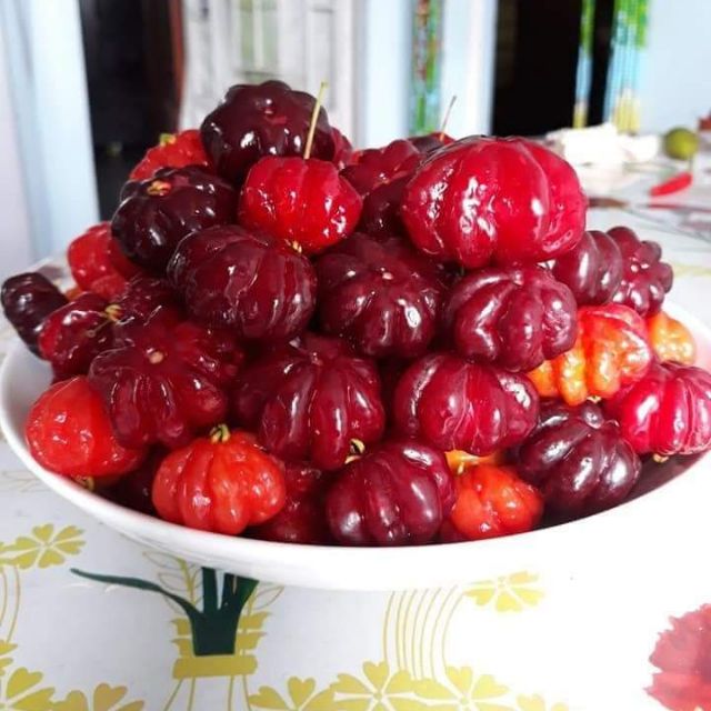 2 Cây giống  suri nam cherry