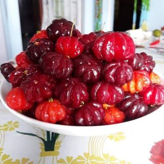 Cây giống  suri nam cherry