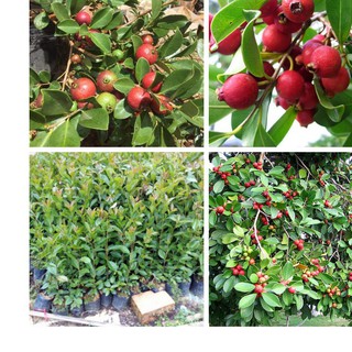 Cây Giống Ổi Sim Nhật