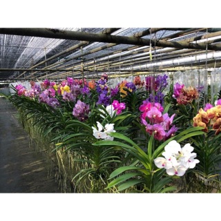 Hoa lan Vanda giống loại hoa to