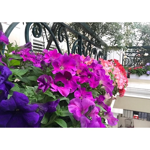 Hạt giống Hoa Dạ Uyên Thảo Nhiều Màu RD813, đóng gói 0.03gr