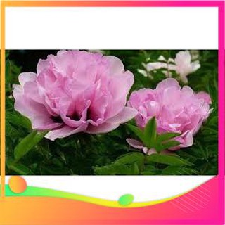 Hạt Giống Hoa Mẫu Đơn [  ] VIETGAR