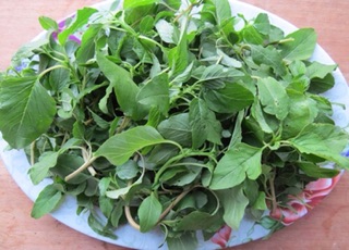 5GR - HẠT GIỐNG RAU DỀN CƠM