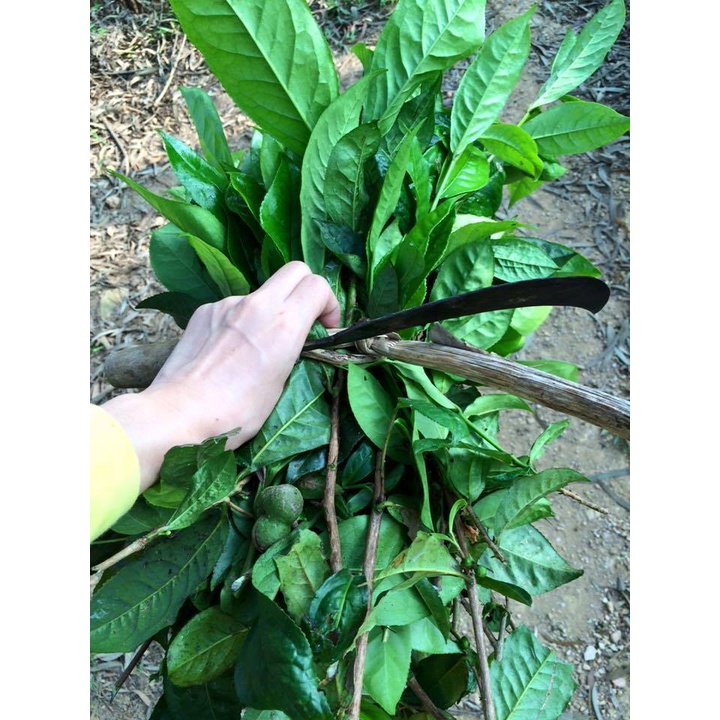 LÁ CHÈ XANH thái nguyên ( LÁ GIÀ TƯƠI) 1kg , Uống giải nhiệt, tắm trẻ em, khử trùng | BigBuy360 - bigbuy360.vn