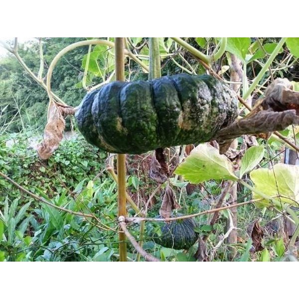 HẠT BÍ ĐỎ DA CÓC F1 - GÓI 2 GRAM